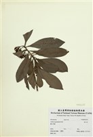 藏品(春不老)的圖片